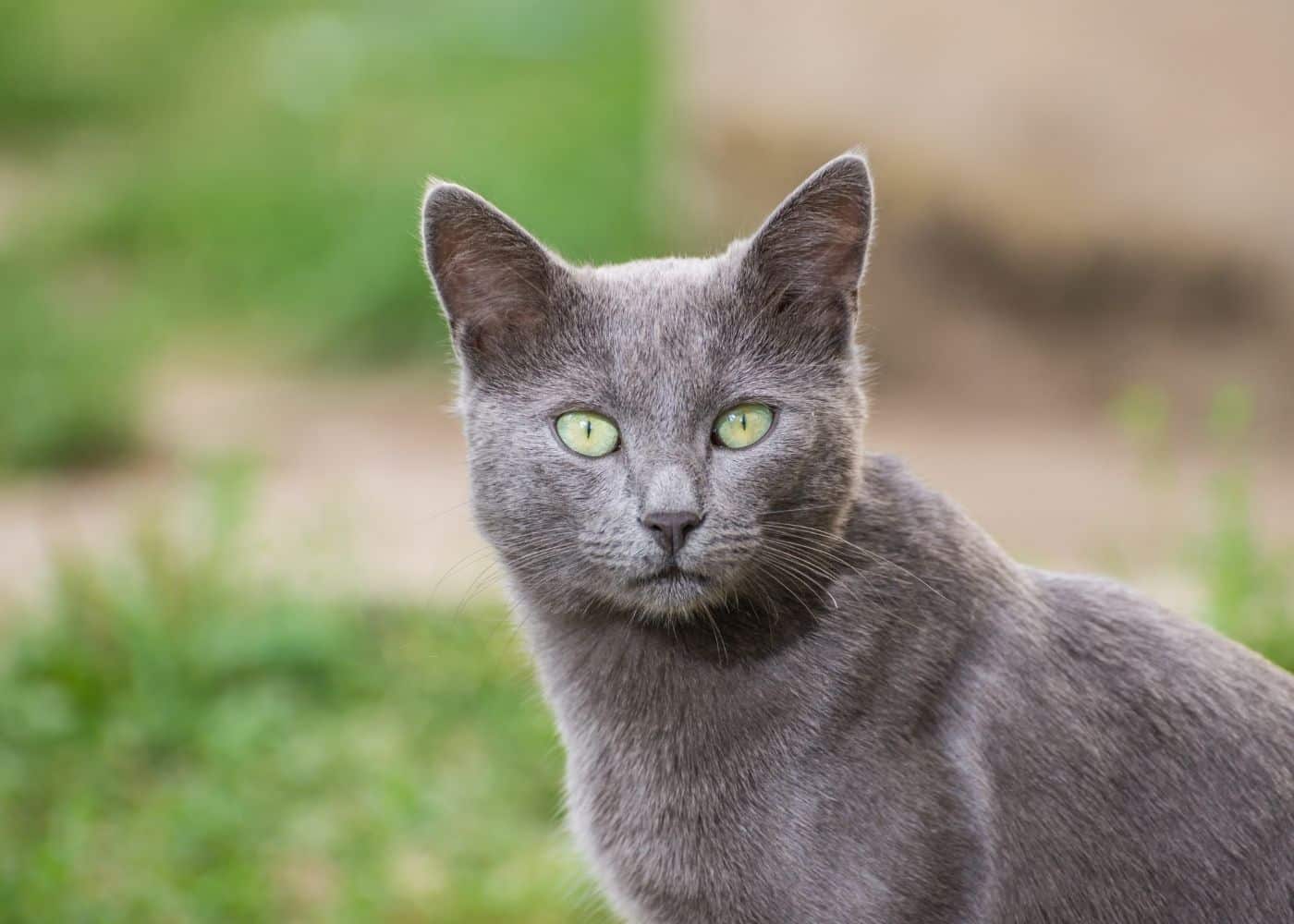 The 8 Best Cat Breeds for First Time Owners - The Next Hint