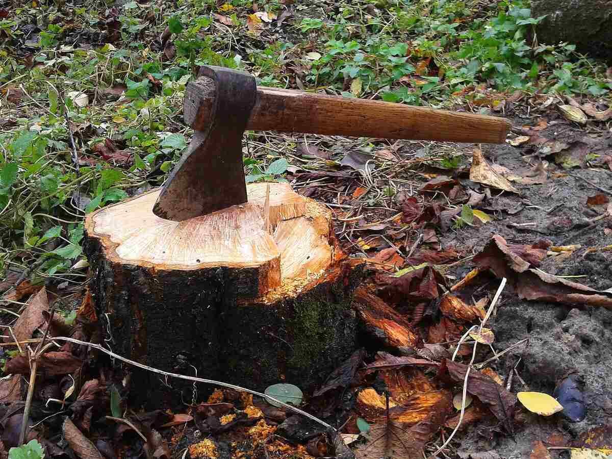 10 Reasons Why You Might Need to Cut Down Trees