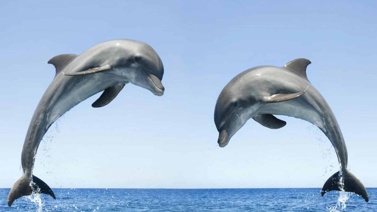 Dolphins