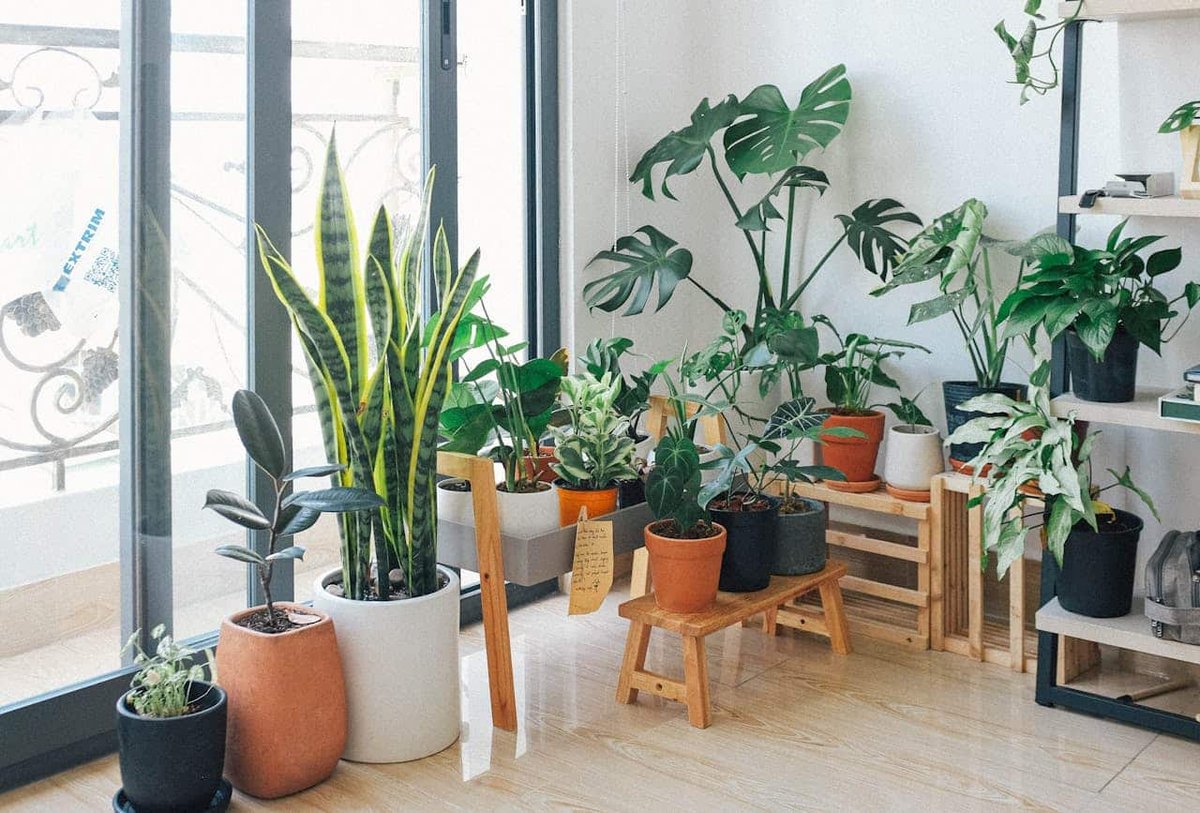 The Best Indoor Plants for Purifying Air and Enhancing Home Décor